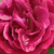 Vijolična - Hybrid Perpetual vrtnice - Souvenir du Docteur Jamain